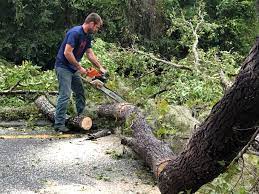 Seasonal Cleanup (Spring/Fall) in Jenison, MI