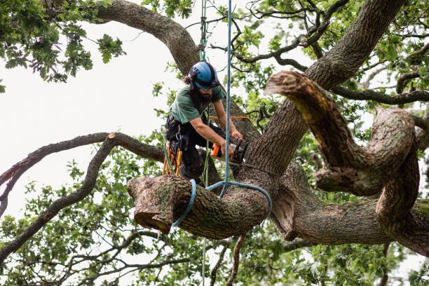 How Our Tree Care Process Works  in  Jenison, MI